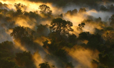 Forest mist in Pico da Neblina National Park, in the northern Brazilian state of Amazonas. 